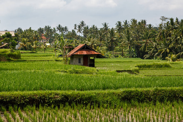 バリ島の美しい田んぼ、インドネシア - 写真・画像