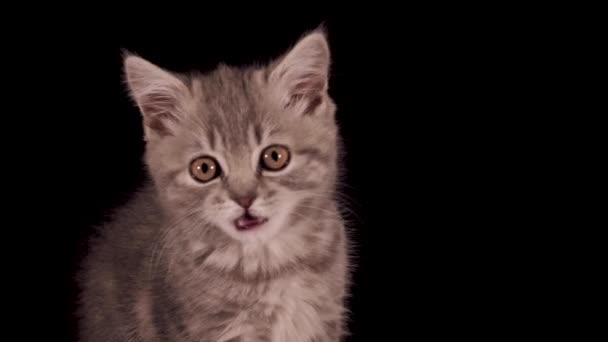 Schottische Kätzchen lecken - Filmmaterial, Video