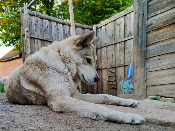 Üzgün ve düşünceli bakışlı bir köpek kırsal kesimdeki eski sefil bir evin yanında yatıyor. - Fotoğraf, Görsel
