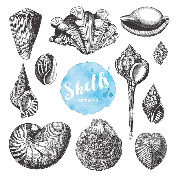 verão, praia e oceano elementos de design vetorial: coleção de conchas marinhas desenhadas à mão - conjunto 3 - Vetor, Imagem