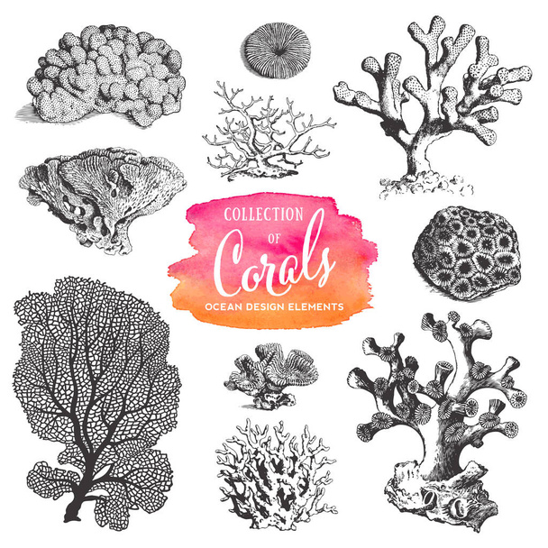 nyári, tengerparti és óceáni vektor tervezési elemek: tengeri korallrajzok gyűjteménye - Vektor, kép