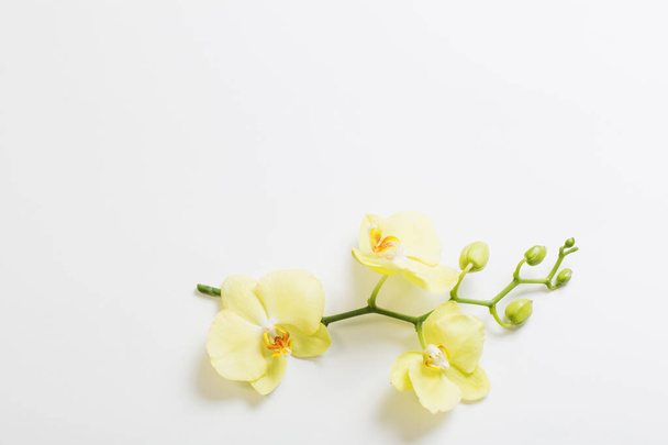 yellow orchids flowers on white background - Fotografie, Obrázek