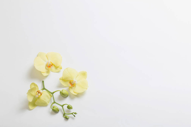 yellow orchids flowers on white background - Zdjęcie, obraz