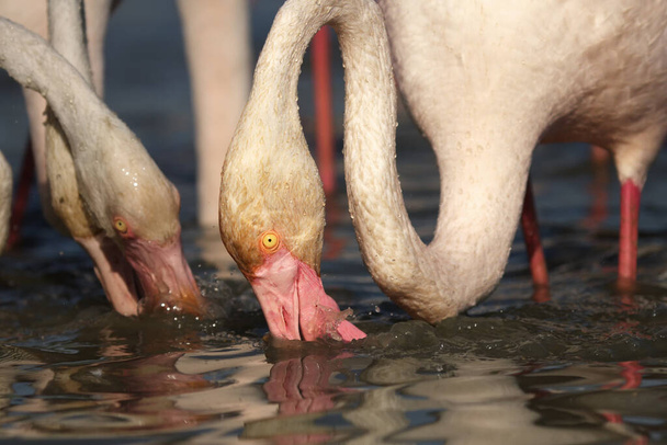 Detalhe da bela rosa cabeça flamingos maiores (Phoenicopterus roseus) durante a procura de algum alimento na água
 - Foto, Imagem