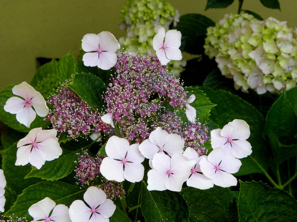 Λεπτό ροζ και λευκό ορτανσία serrata λουλούδια στον κήπο - Φωτογραφία, εικόνα