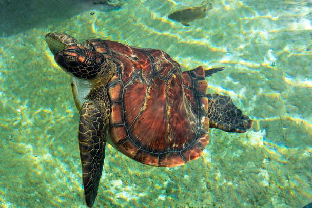 Zielony żółw morski na powierzchni wody - Zdjęcie, obraz