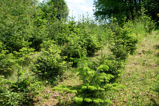 Молода ялинка, що росте на зеленому полі ялинки на чорному лісі
 - Фото, зображення