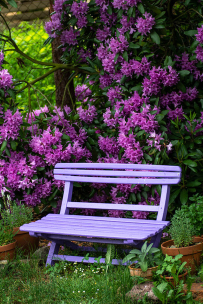 Pink  wooden bench with pink purple flowers of a Rhododendron shrub (Rhododendron roseum elegans) in the background. - Photo, Image