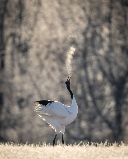 Single Japanese red-crowned crane dancing and breathing in cold in Hokkaido - Photo, Image