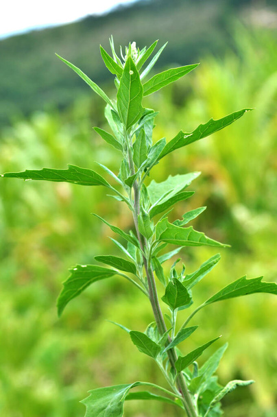 В природе поле выращивает ораха (Chenopodium album)
) - Фото, изображение