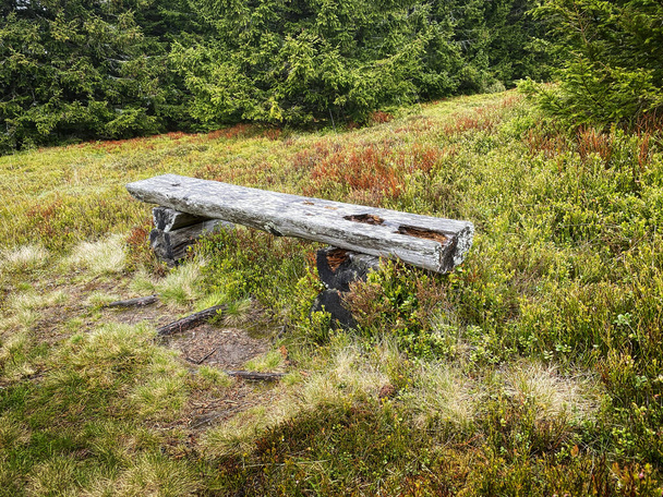 Banco de madera en el bosque, lugar de descanso durante la excursión
 - Foto, imagen