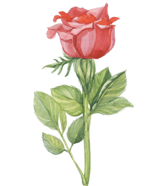 kuvio punaiset ruusut akvarelli kukka valkoinen tausta eristää objekti - Valokuva, kuva