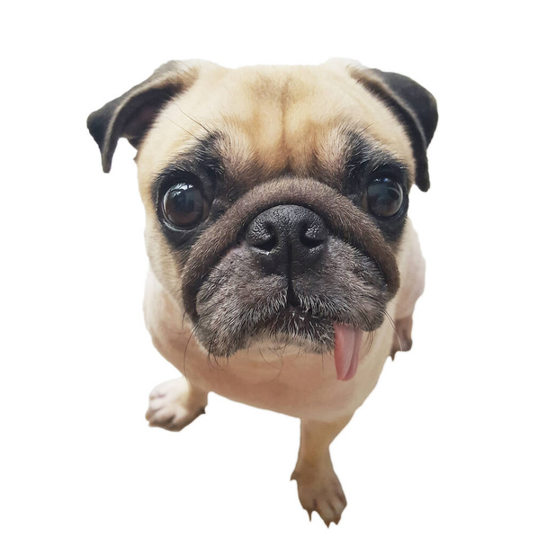 close-up tvář roztomilý pug pes štěně s jazykem vyčnívat vzhled kamery. Pug pes v úžasu a velká hlava střílel, že volat psa. - Fotografie, Obrázek