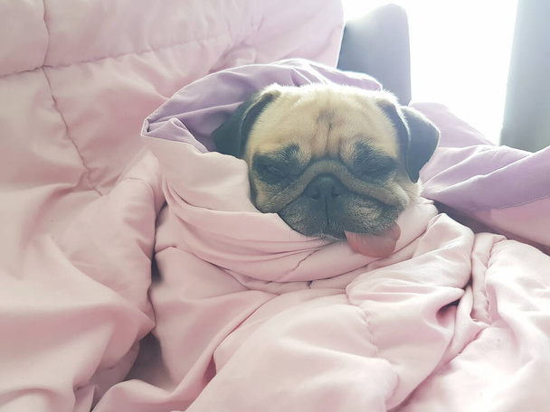 Закрыть лицо симпатичному щенку мопса, который спит на диване с высунутым языком и обмотать одеялом из-за простуды
 - Фото, изображение