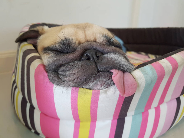 Κοντινό πλάνο πρόσωπο του χαριτωμένο αστείο κουτάβι pug σκυλί ύπνου υπόλοιπο στο κρεβάτι μαξιλάρι με τη γλώσσα να προεξέχει σε τεμπέλης χρόνο. - Φωτογραφία, εικόνα