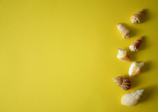 Summer background with seashells on yellow background in minimal style. Concept of summer, travel, vacations. Top view, copy space. - Φωτογραφία, εικόνα
