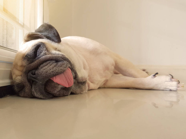 Смішний сонний пес з гумкою в очі спить на підлозі біля дверей в лінивий час з сонячним світлом
. - Фото, зображення