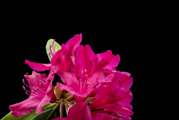 Rosa roxo texturizado flor de rododendro com folhas no fundo preto
 - Foto, Imagem