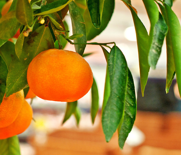 Mandarina en rama
 - Foto, imagen
