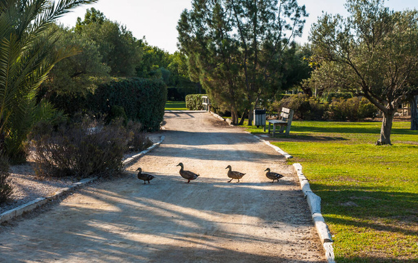 Una madre pato y sus patitos cruzando una calle en una línea. Hay tres patitos siguiendo a la madre.
. - Foto, Imagen
