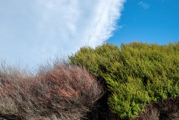 Blick auf lebende grüne und tote trockene Manuka-Baumkronen verbunden - Foto, Bild