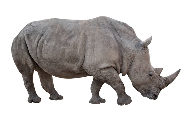 Rhino découpé et isolé sur fond blanc. Vue de profil latérale image
 - Photo, image