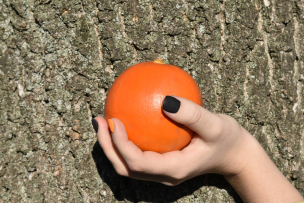 Female hand holds a pumpkin on a background of tree bark. Autumn composition. Side view. - Valokuva, kuva