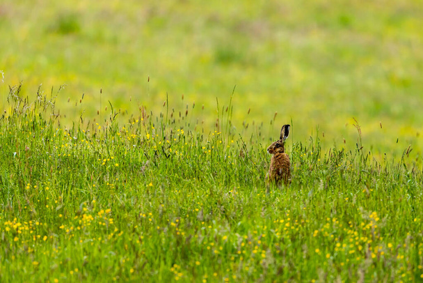 A wild brown hare on a meadow - Fotó, kép