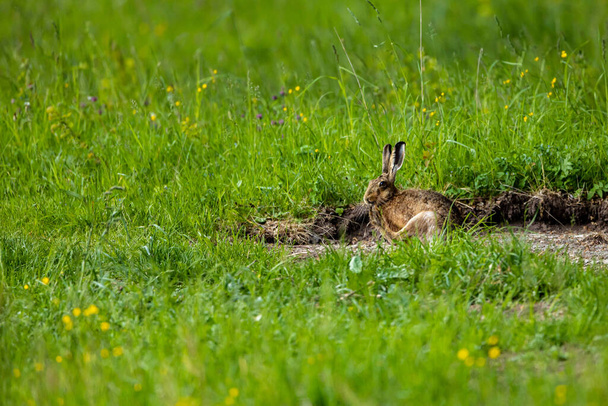 A wild brown hare on a meadow - Zdjęcie, obraz