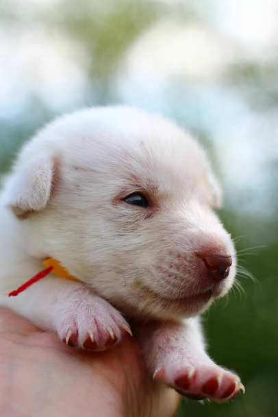 White puppy in male hand on a blurred background. Copy space for placing text or caption. - Photo, Image