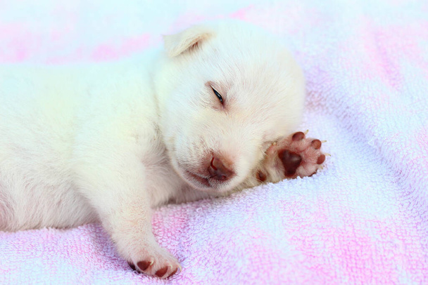 Il cucciolo bianco dorme dolcemente sul copriletto. Copia lo spazio per inserire testo o didascalia
. - Foto, immagini