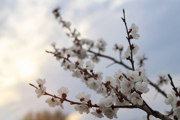 Puut kukkivat aikaisin keväällä, äänisen - Valokuva, kuva