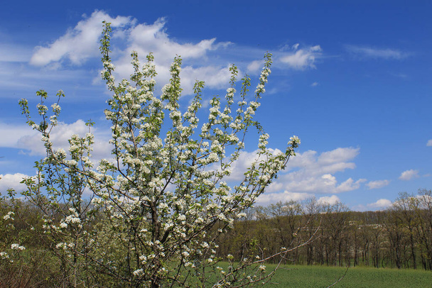 Дерева цвітуть ранньою весною, тоновані
 - Фото, зображення