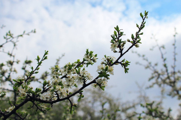 Дерева цвітуть ранньою весною, тоновані
 - Фото, зображення