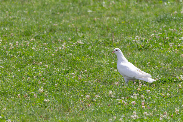 Yeşil çimlerde beyaz güvercin - Fotoğraf, Görsel