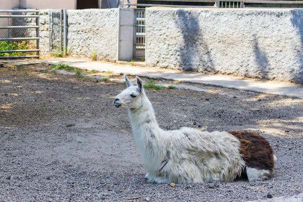 Lama is resting in the yard of the farm. - Foto, Imagem