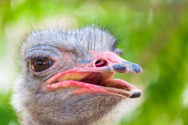 Pico de avestruz de cerca, enfoque selectivo
 - Foto, Imagen
