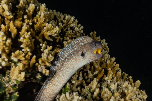 Moray eel Mooray lycodontis undulatus en el Mar Rojo, eilat israel
 - Foto, Imagen