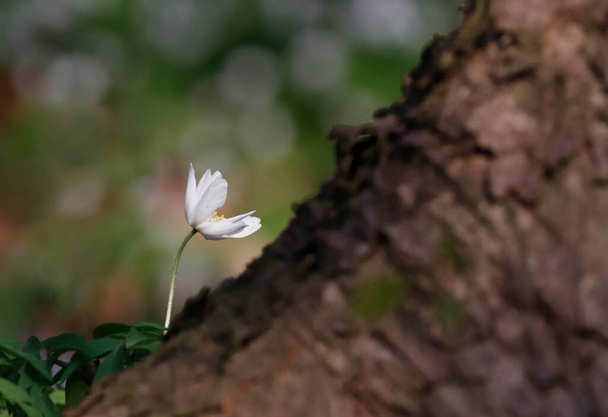 White spring flower called wood anemone, anemone nemorosa or windflower growing next to tree - Photo, Image