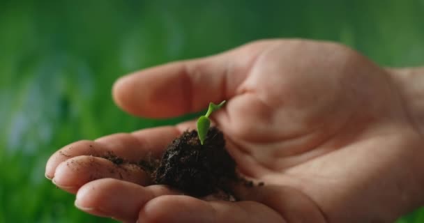 Kéz kezében bazsalikom növény facsemete gyönyörű naplemente fény, koncepció az új növekedés és a fenntartható mezőgazdaság, környezeti egészség, gondoskodó anyaföld - Felvétel, videó