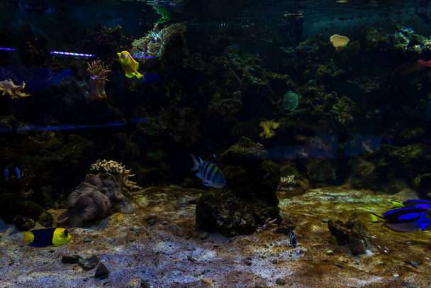 Barevné akvárium s exotickými rybami a mořskými útesy na dně, zázemí - Fotografie, Obrázek