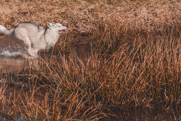 O jovem lobo branco alcança sua presa correndo um corpo pantanoso de água. Vista lateral de um cão branco Siberian Husky raça 2021
 - Foto, Imagem