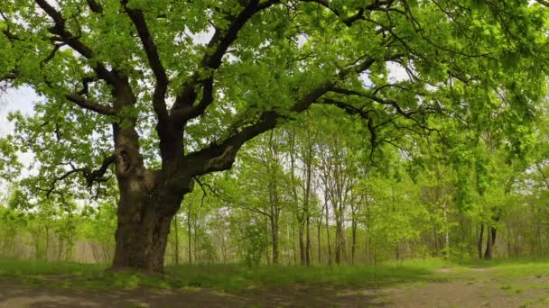 Eski yeşil bir meşe ağacının yanında sinematik bir hareket - Video, Çekim