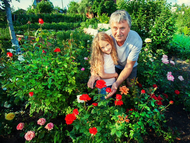 Man witn child caring for roses in the garden - Foto, immagini