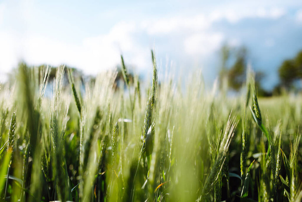 Les jeunes épillets verts de blé brillent au coucher du soleil sur le champ. La nouvelle récolte se développe avec des épis de blé mûrs le jour ensoleillé de l'été. Concept agricole
 - Photo, image
