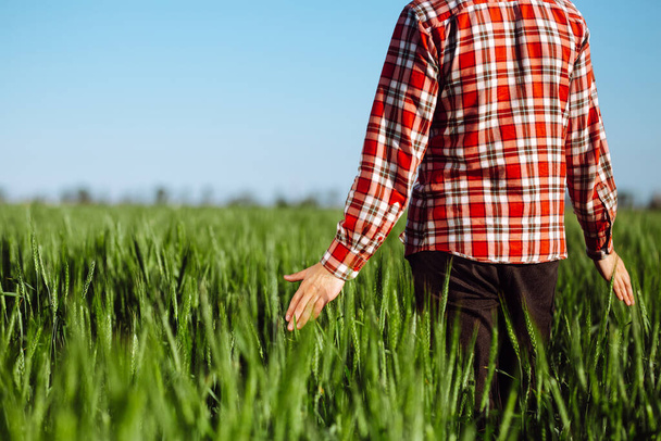 Mężczyzna rolnik spaceruje po zielonym polu pszenicy dotykając młodych kolców w słoneczny letni dzień. Rośnie zbiór ziarna. Koncepcja rolnictwa i gospodarstw rolnych - Zdjęcie, obraz