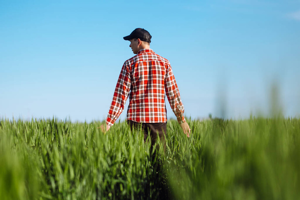 Hombre agricultor camina en el campo de trigo verde tocando las espiguillas jóvenes en el día soleado brillante del verano. La cosecha de granos crece. Agricultura y concepto de explotación
 - Foto, imagen