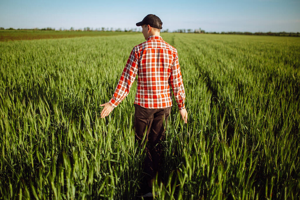 Muž farmář kráčí v zeleném pšeničném poli a dotýká se mladých hřeby za jasného slunečného letního dne. Sklizeň obilí roste. Zemědělství a zemědělský koncept - Fotografie, Obrázek