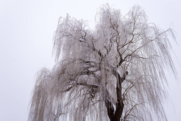 Willow in frost, cloudy morning winter background - Photo, Image