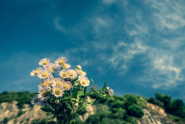 デイジーの花の繊細な背景。空と海の光のトーンの壁紙。愛と優しさの象徴。愛する人への贈り物、ポストカード。晴れている。ジョージア. - 写真・画像